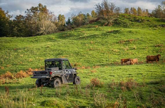 SSV, Viehzucht Polaris